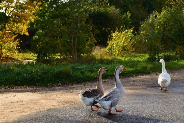 Гуси на дороге