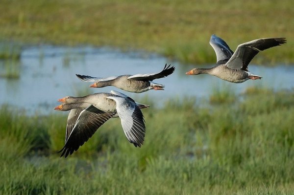 Дикие гуси перелетные птицы