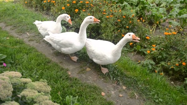 Гусята в деревне