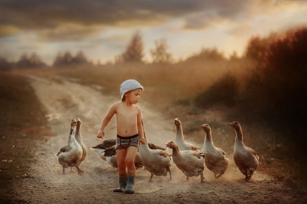 Гуси и мальчик