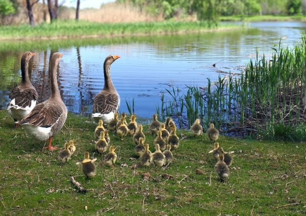 Гуси в деревне