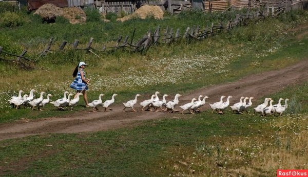 Гуси идут гуськом