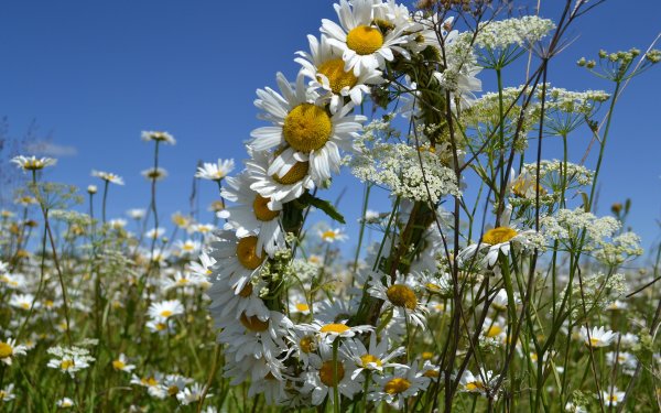 Лето ромашки