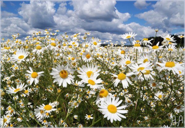 Ромашковая Русь