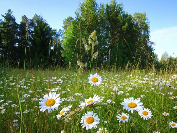 Ромашковая Поляна Абинский район