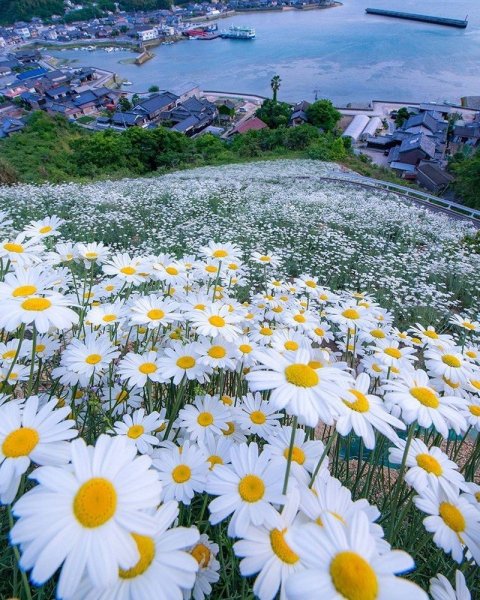 Ромашки в корзине