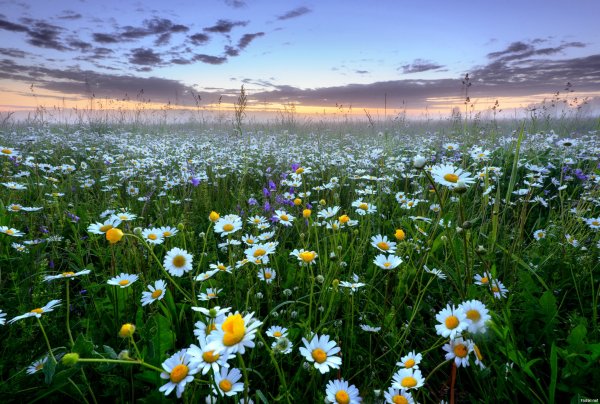 Ромашковое поле Каменск Уральский