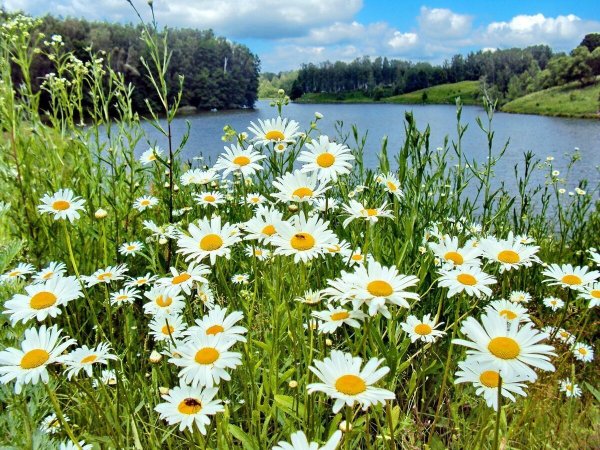 Лето ромашки