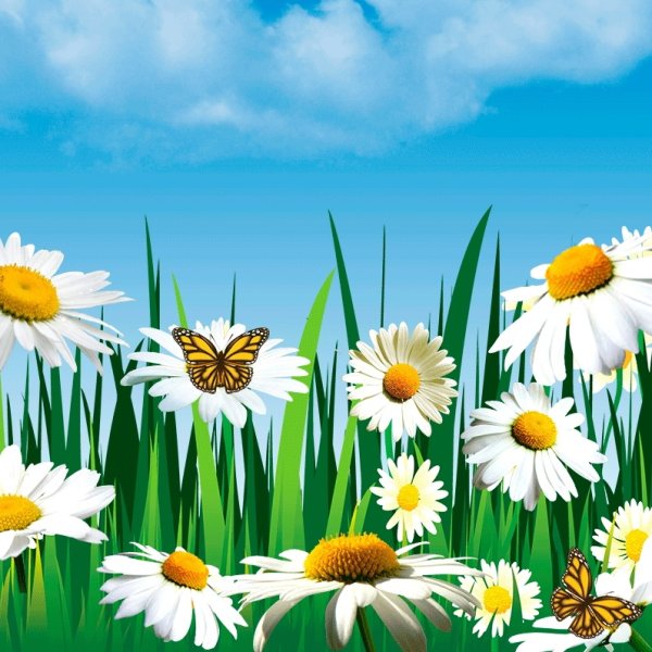Лето деревня ромашки