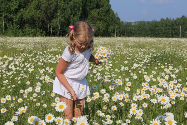 Ромашки летом