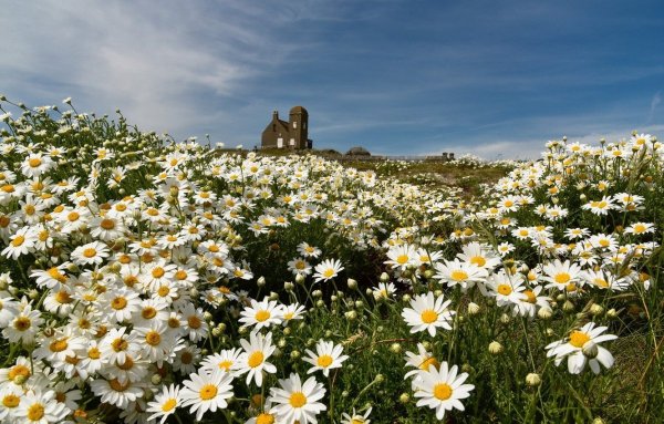 Ромашки на лугу