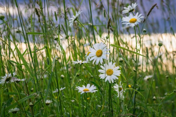 Лето ромашки