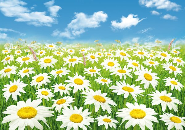 Поле ромашек с днем рождения