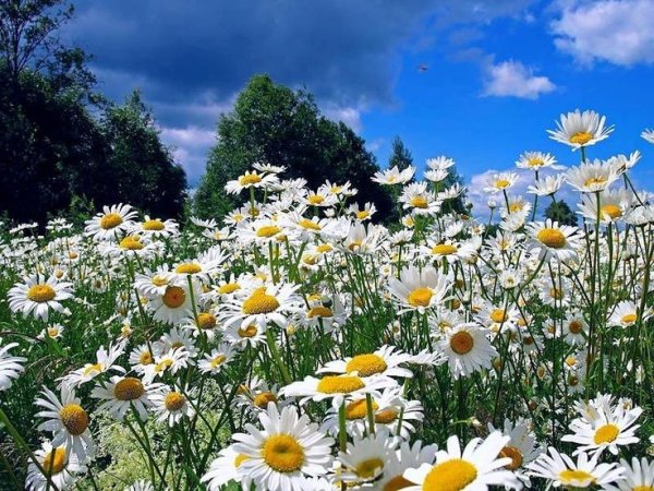 Красивые полевые цветы у дороги