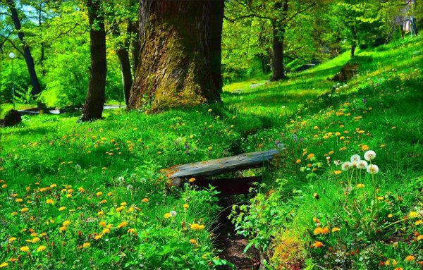 Поляна в лесу