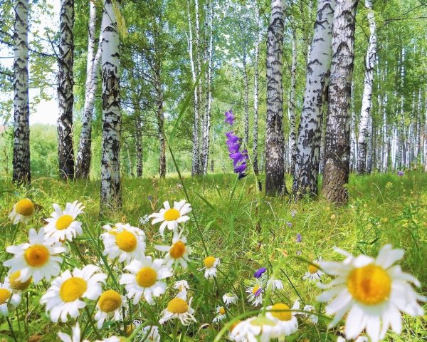 Поляна с березами