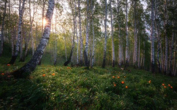 Поляна в березовой роще