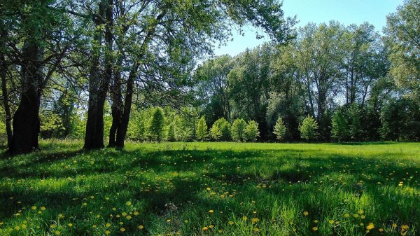 Опушка леса Поляна