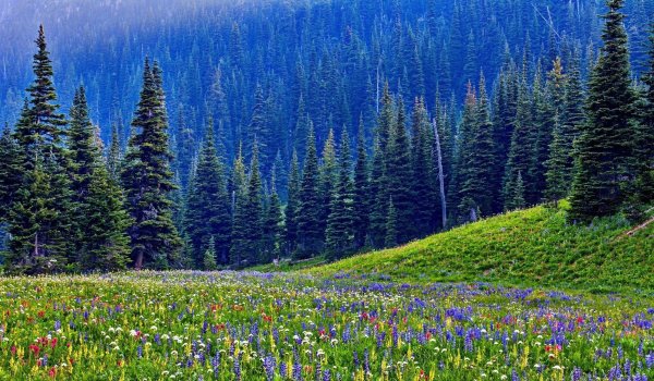 Сибирская Тайга растительность