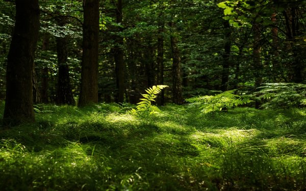 Трава в лесу