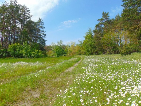 Ромашковский лес Одинцовский район