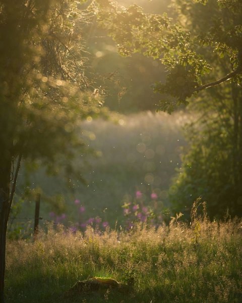 Эстетика природы