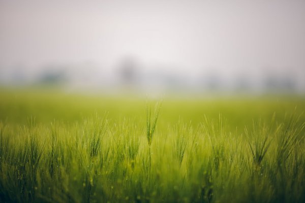 Травяное поле