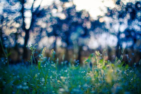 Размытый пейзаж