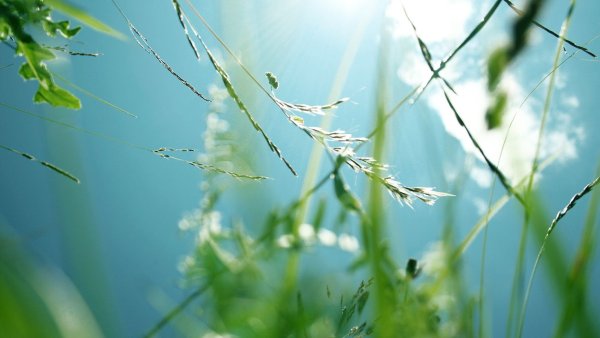 Синяя природа