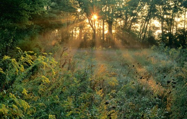Успокаивающий пейзаж