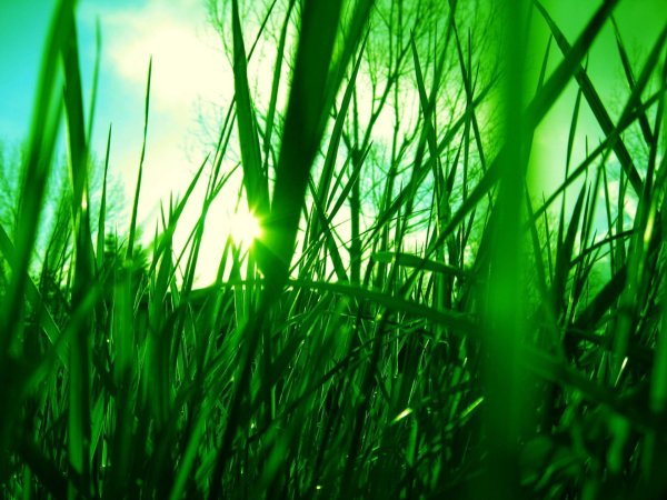 Макросъемка природа