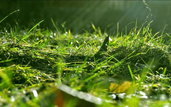 Лес спокойствие