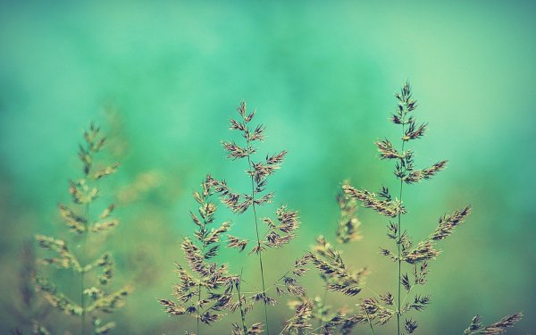 Лето мыльные пузыри