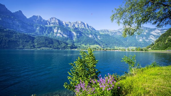 Божья коровка на траве