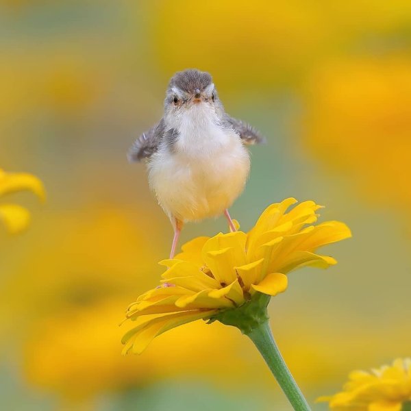 Доброе утро ранняя пташка