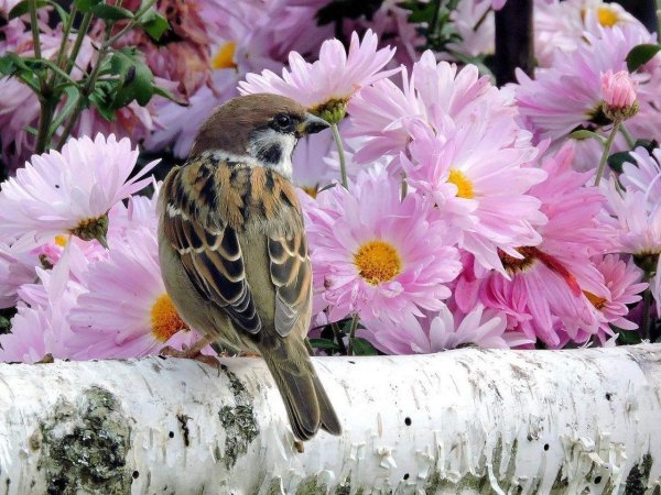 Доброе утро птицы и цветы