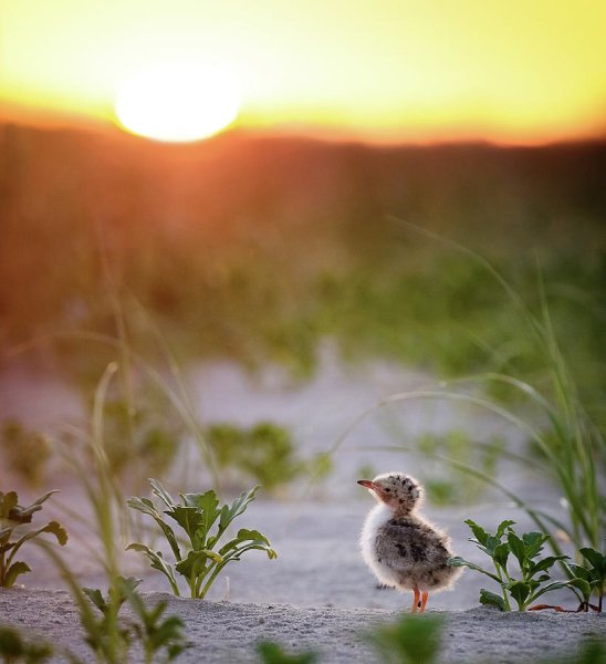 Птицы летом