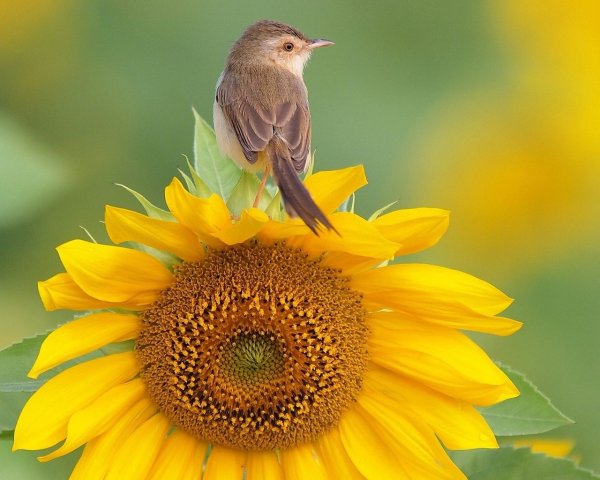 Доброго дня с птичками