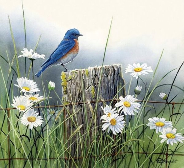 Цветы и птицы