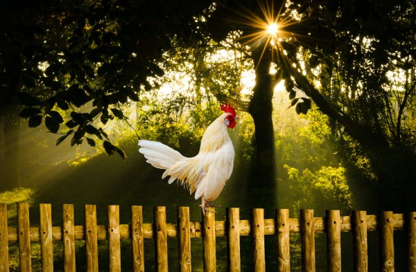 Утро птички