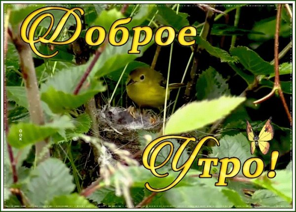Доброе утро птицы и цветы