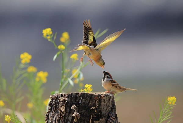 Доброе утро с птичками