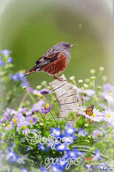 Утро птицы природа