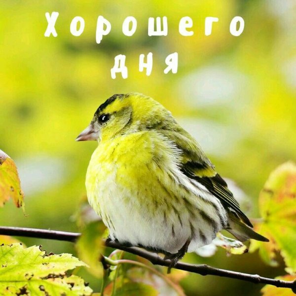 Утренние птицы