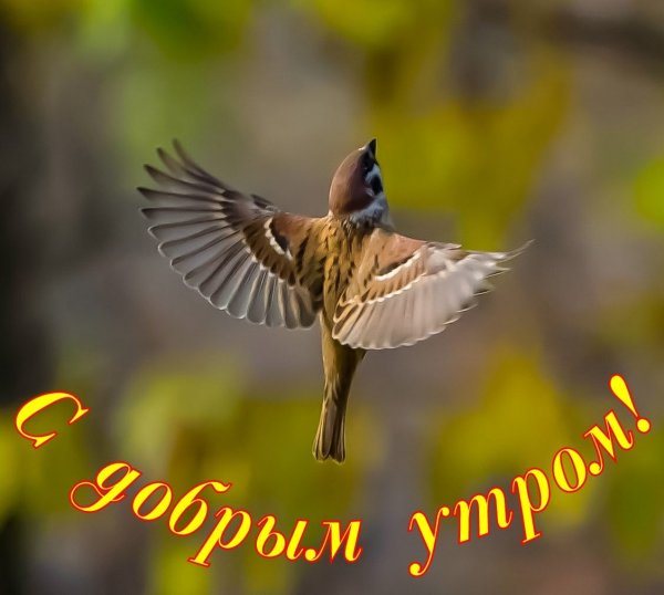 Кофе с птичкой