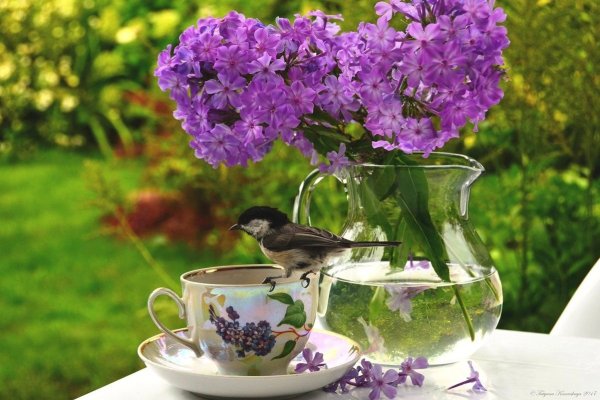 Красивая природа с птичками