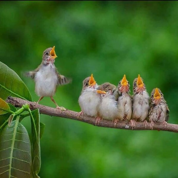 Утро Весна птицы