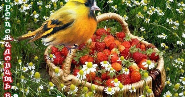 Подсолнухи и птицы