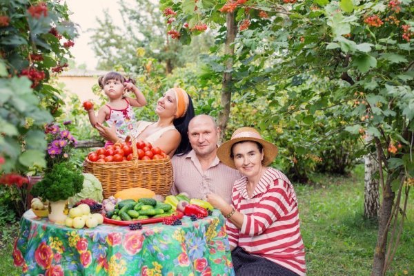 Сбор урожая на даче