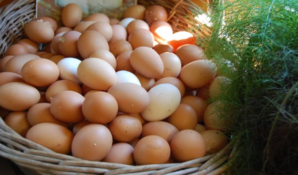 Пигментации куриных яиц